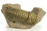 Colorful Crotalocephalina Trilobite - Atchana, Morocco #325873-2